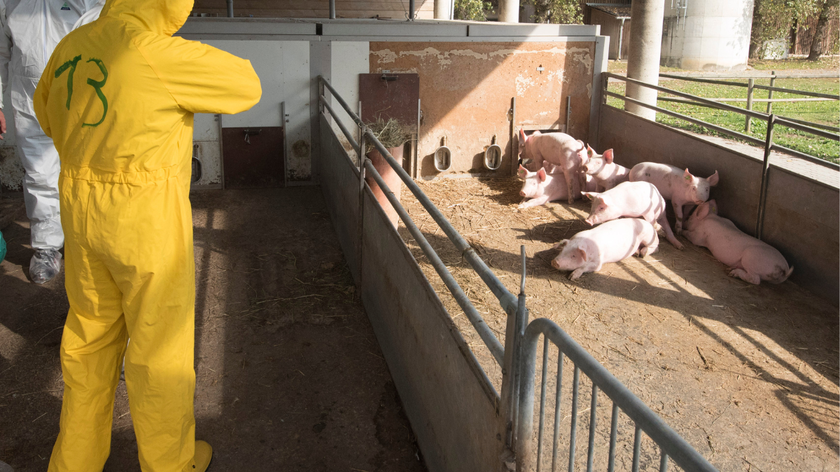 Ecuador intensifica los protocolos de bioseguridad para proteger la producción porcina nacional.