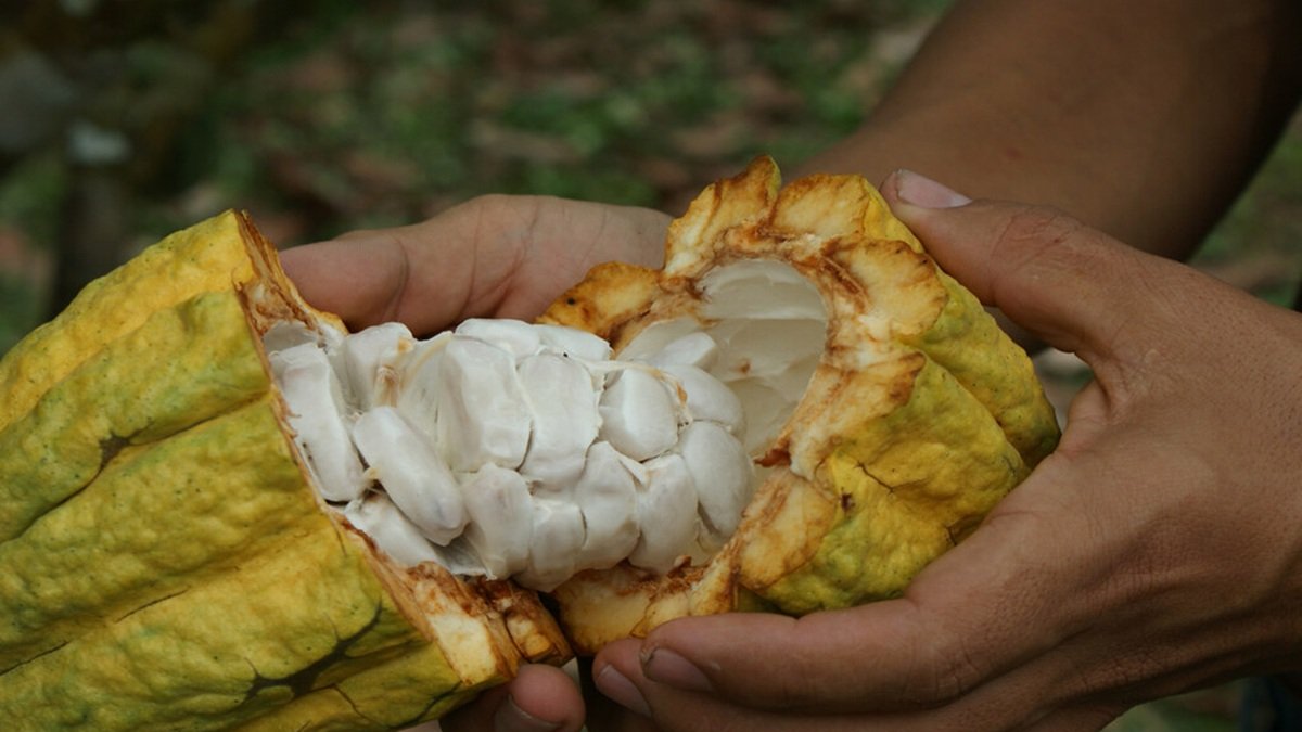 Entre los productos que dejaron de estar sujetos a aranceles recíprocos están el café, cacao, piñas, mangos, pitahaya, banano, palmito y flores.
