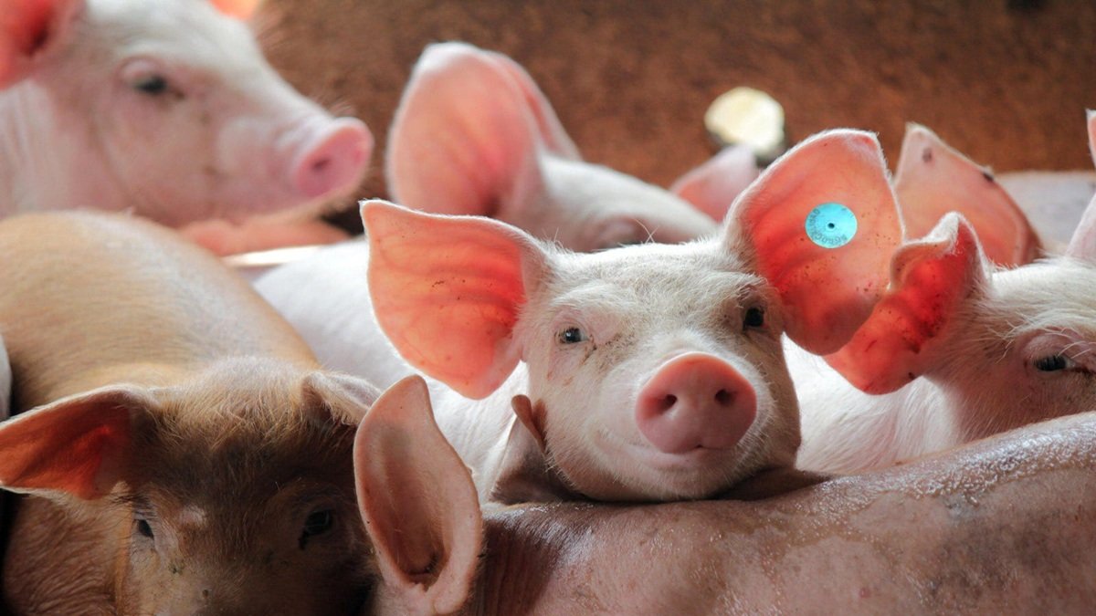 Aunque la Peste Porcina Africana no afecta la salud humana, su capacidad de dispersión en una amenaza de alto nivel para la industria porcina.