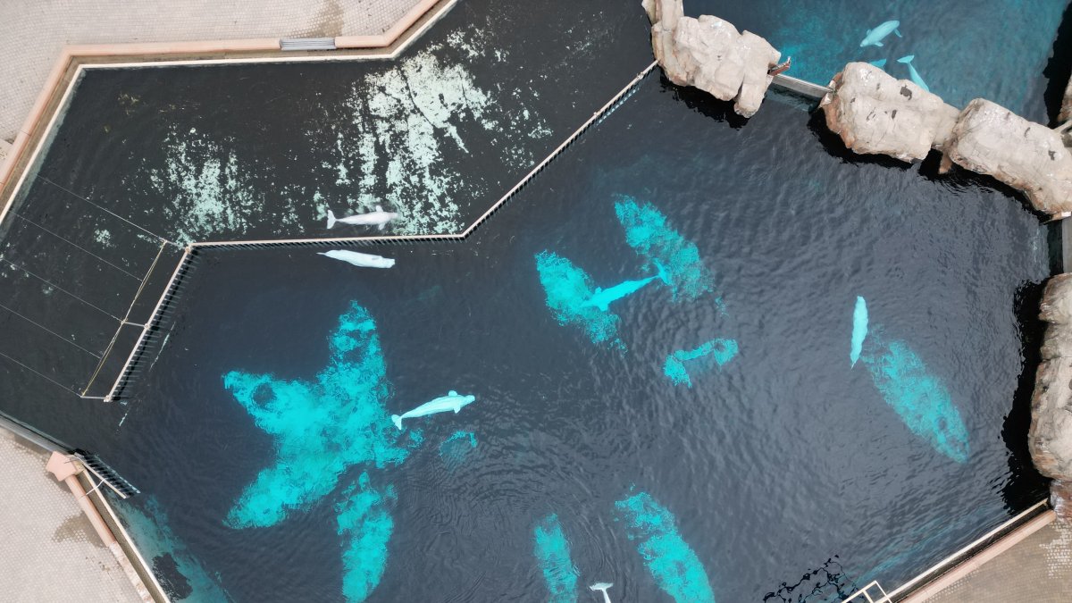 Parque. Esta vista aérea muestra a varias belugas que aún permanecen en cautiverio en la ya cerrada exhibición Artic Cove, en Marineland, en las Cataratas del Niágara, Canadá.