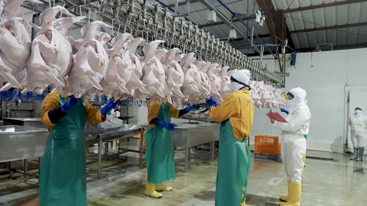 Desde los primeros meses del año el sector avícola se prepara para atender la demanda de Navidad y Fin de Año