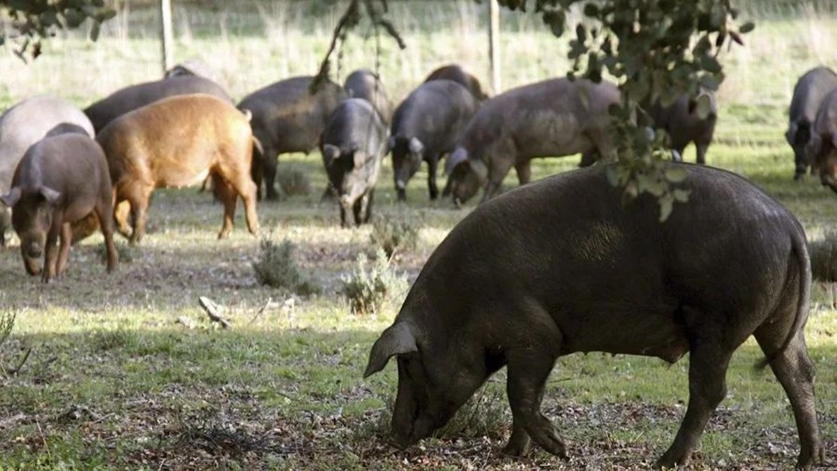 La PPA afecta al jabalí europeo, el facóquero africano y el cerdo doméstico de las granjas.