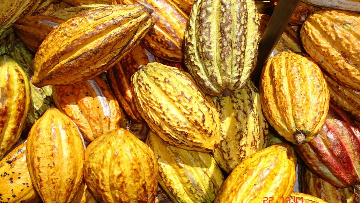 Entre los productos exentos de sobretasas constan cacao, café, plátano procesado, pitahaya, mango, piña, palmito, banano, flores y pesca.
