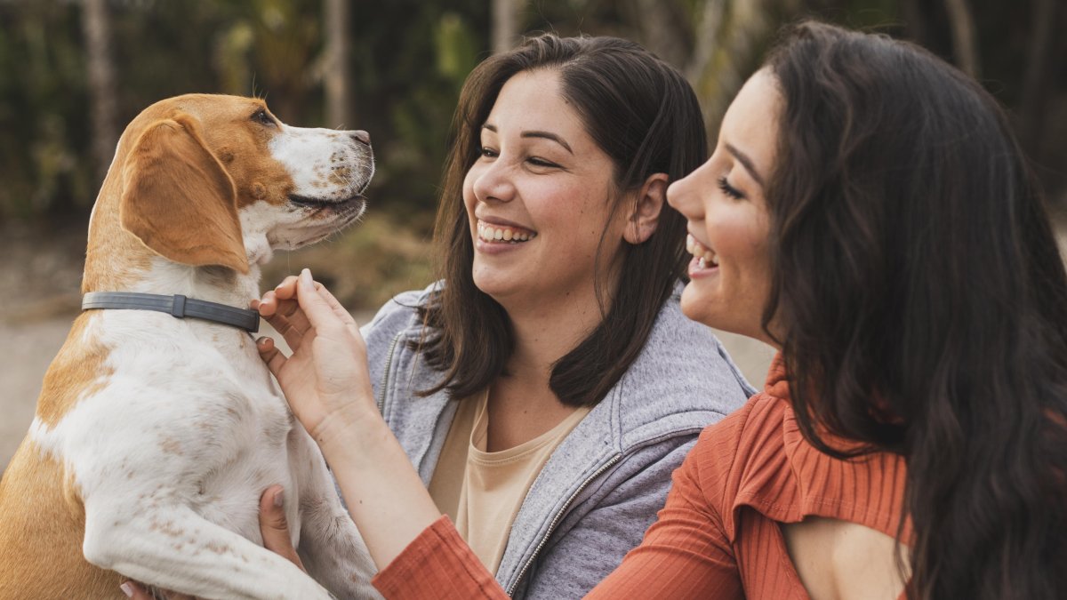 Descubre estrategias comprobadas científicamente para aumentar la longevidad canina.