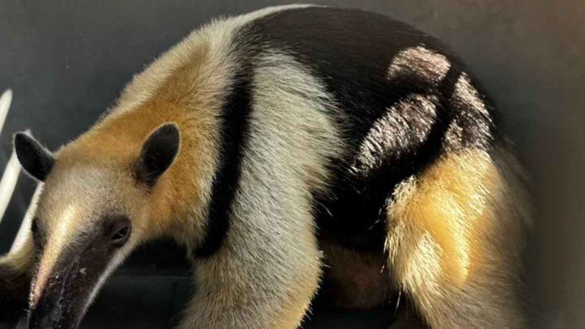 Oso hormiguero rescatado en vía a la costa.