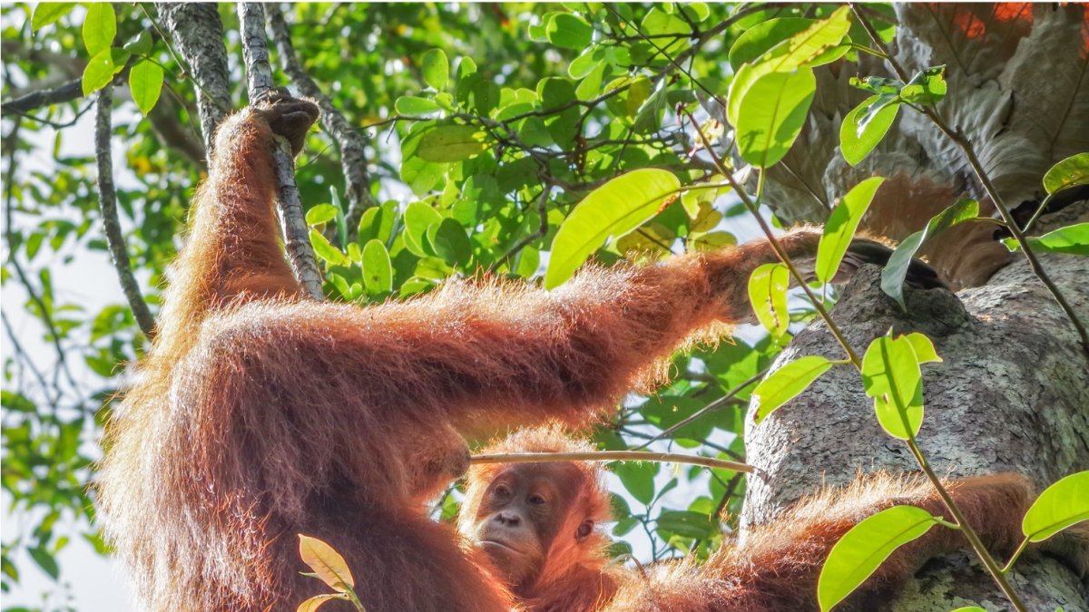 Los orangutanes poseen una 'enciclopedia cultural' para saber comer cuando se independizan.