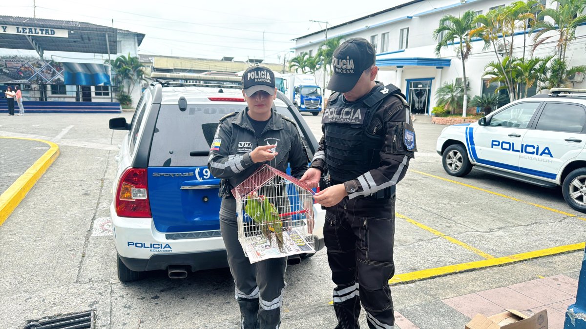 Policía rescató a los especímenes que iban a ser traficados.