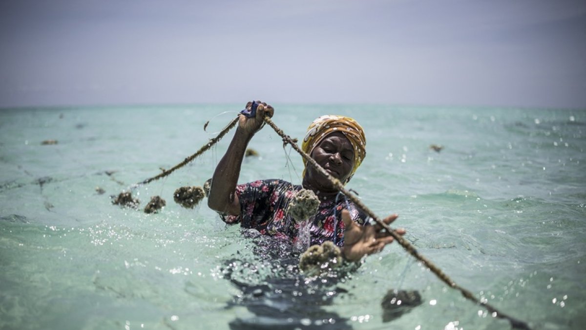 Una cultivadora de esponjas cuida sus cultivos en una granja frente a la costa de Jambiani el 25 de octubre de 2025.