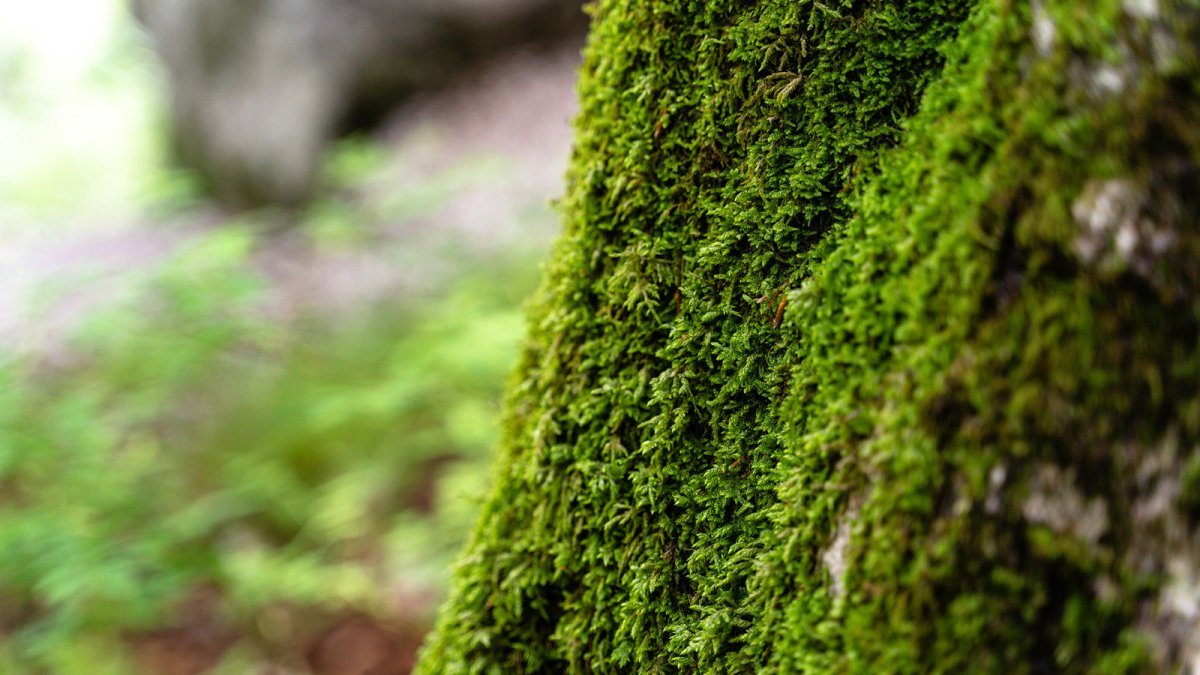 ¿Adiós al musgo? La multa de $92.000 y 3 años de cárcel por extraerlo en Navidad