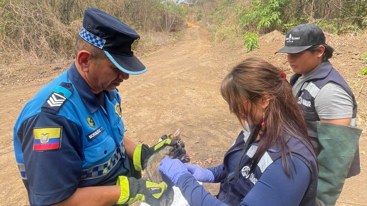 Las zarigüeyas son animales que llegan a las zonas urbanas en busca de alimento y refugio. Tras rescatarlas, son liberadas en su hábitat.