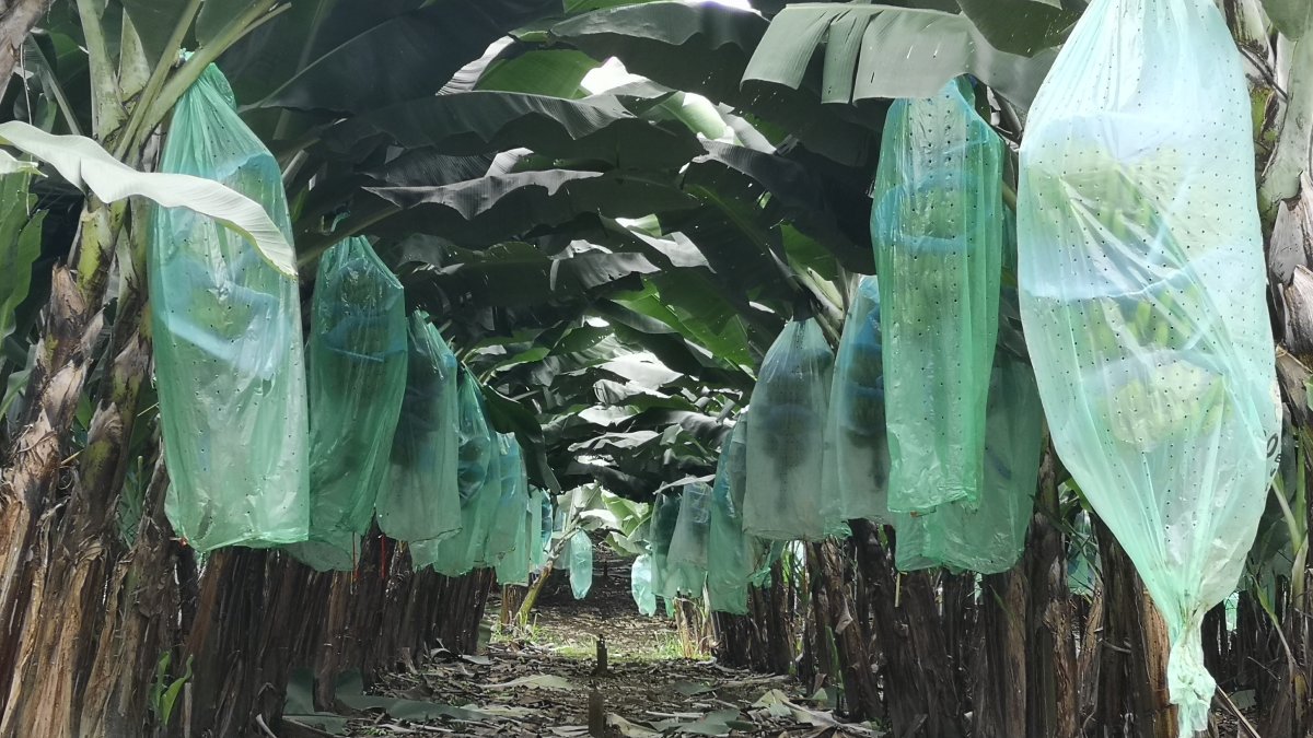 Con Acuerdo Ministerial se flexibiliza el registro de plantaciones hasta diciembre de 2026.