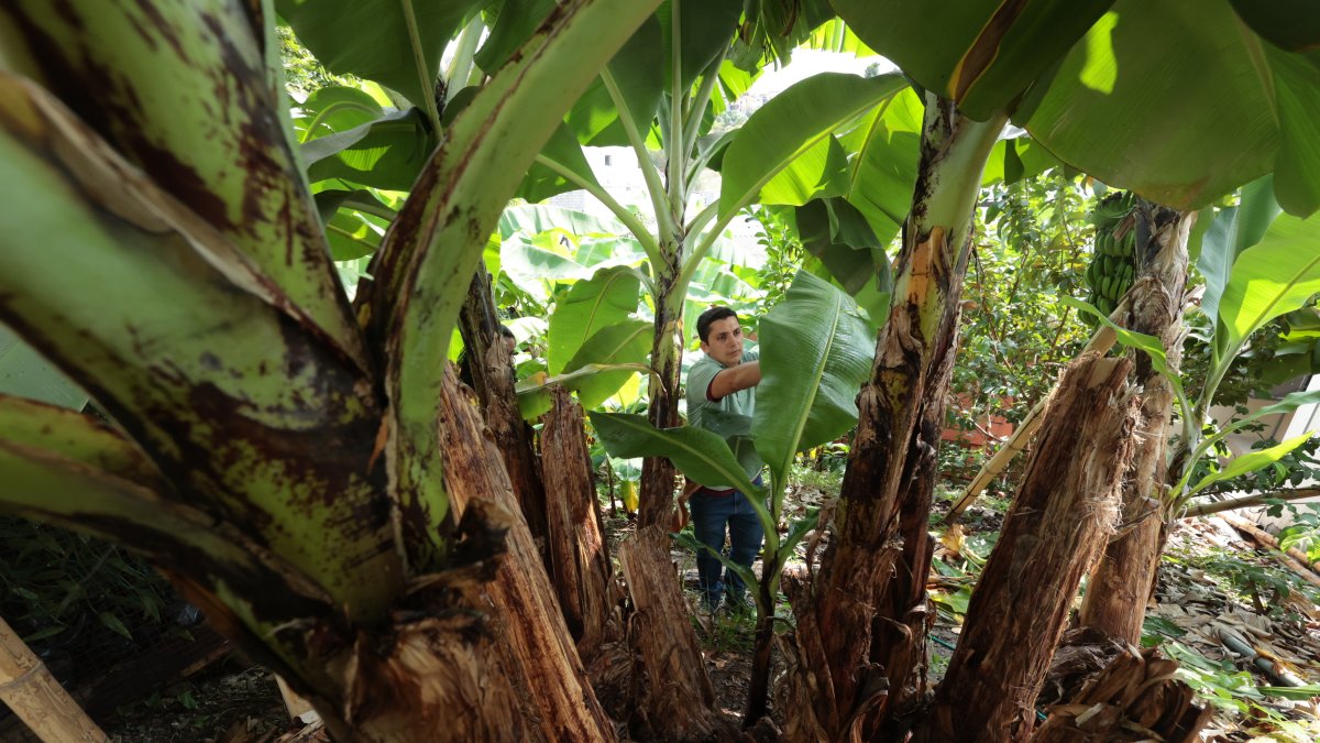 Con Acuerdo Ministerial se flexibiliza el registro de plantaciones hasta diciembre de 2026.