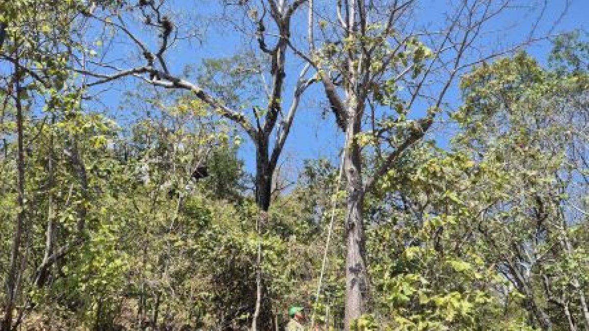 Especie. Los árboles son de hasta 15 metros de altura.