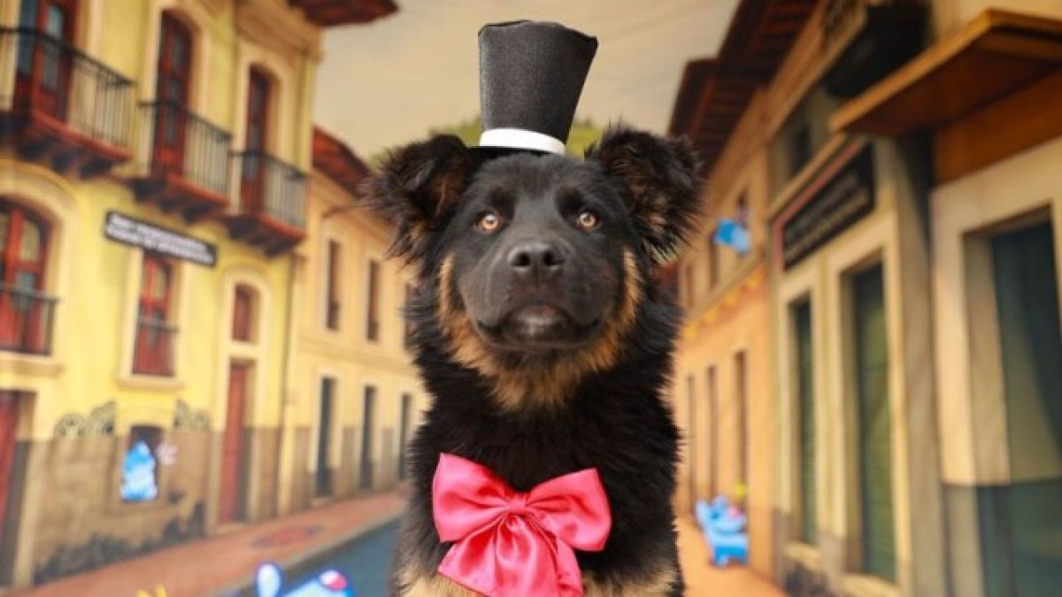 Once peluditos posaron con atuendos quiteños en una sesión especial por los 491 años de Quito; todos buscan un hogar definitivo.