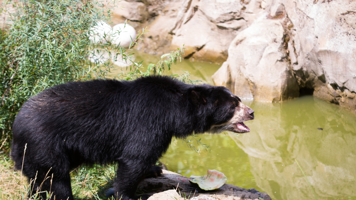 Referencial. El oso de anteojos es una especie en peligro de extinción.