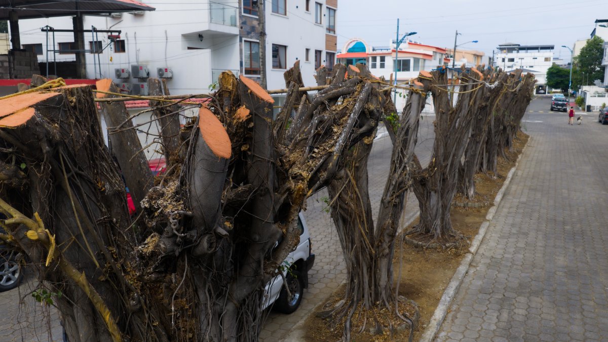Guayaquil sanciona con USD 6.580 y ordena reponer 90 árboles en Las Garzas