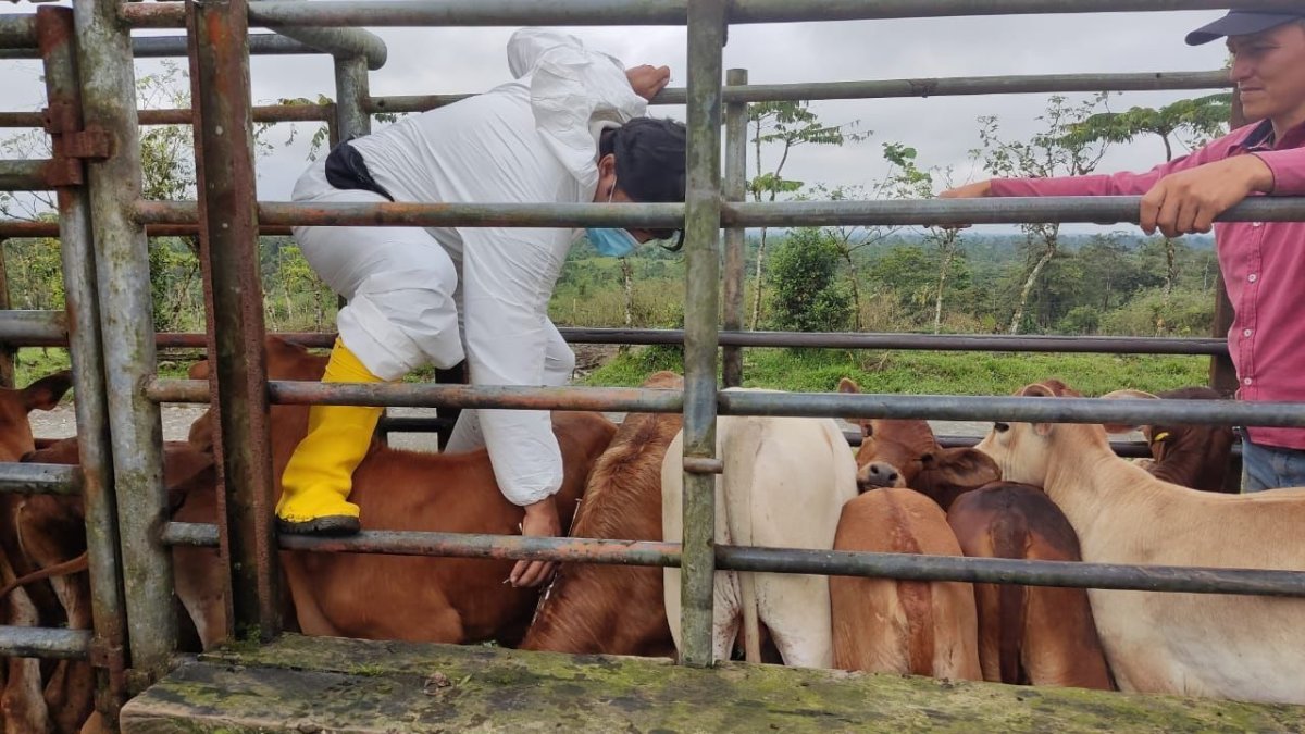 Ganadería. Esta enfermedad ataca al ganado, causando ampollas en boca y patas y pérdida de producción.