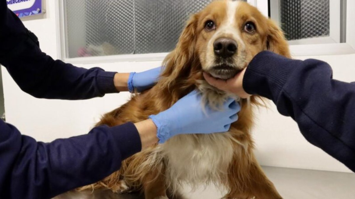 El perrito no presentaba heridas, pero estaba asustado luego de permanecer atrapado en un espacio oscuro y ruidoso.