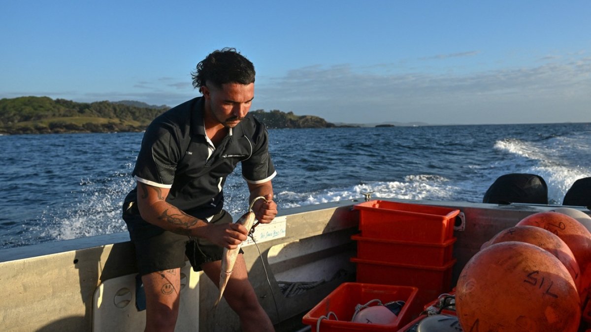 Charlie Kerr, miembro del programa de monitoreo de tiburones, preparando líneas inteligentes para tiburones con anzuelos cebados en aguas cerca de Coffs Harbour, Nueva Gales del Sur.