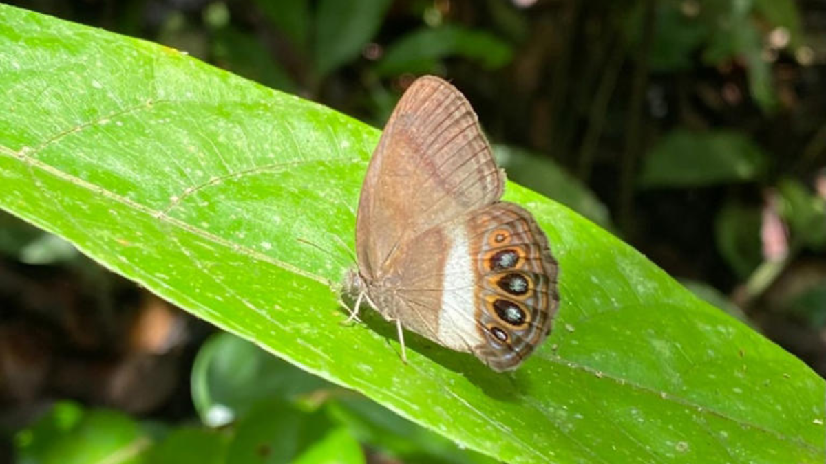 Imagen de la mariposa Zischkaia xenikos realizada por el Instituto Nacional de Biodiversidad (INABIO).