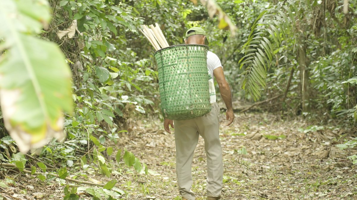 Recolección. El modelo se basa en la recolección de estos frutos por parte de familias de la zona, que agrupan volúmenes “muy por debajo” del total producido naturalmente.
