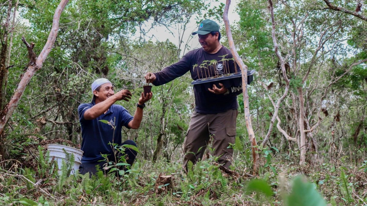 Guardaparques sembraron 400 plántulas de Scalesia en la isla Isabela.