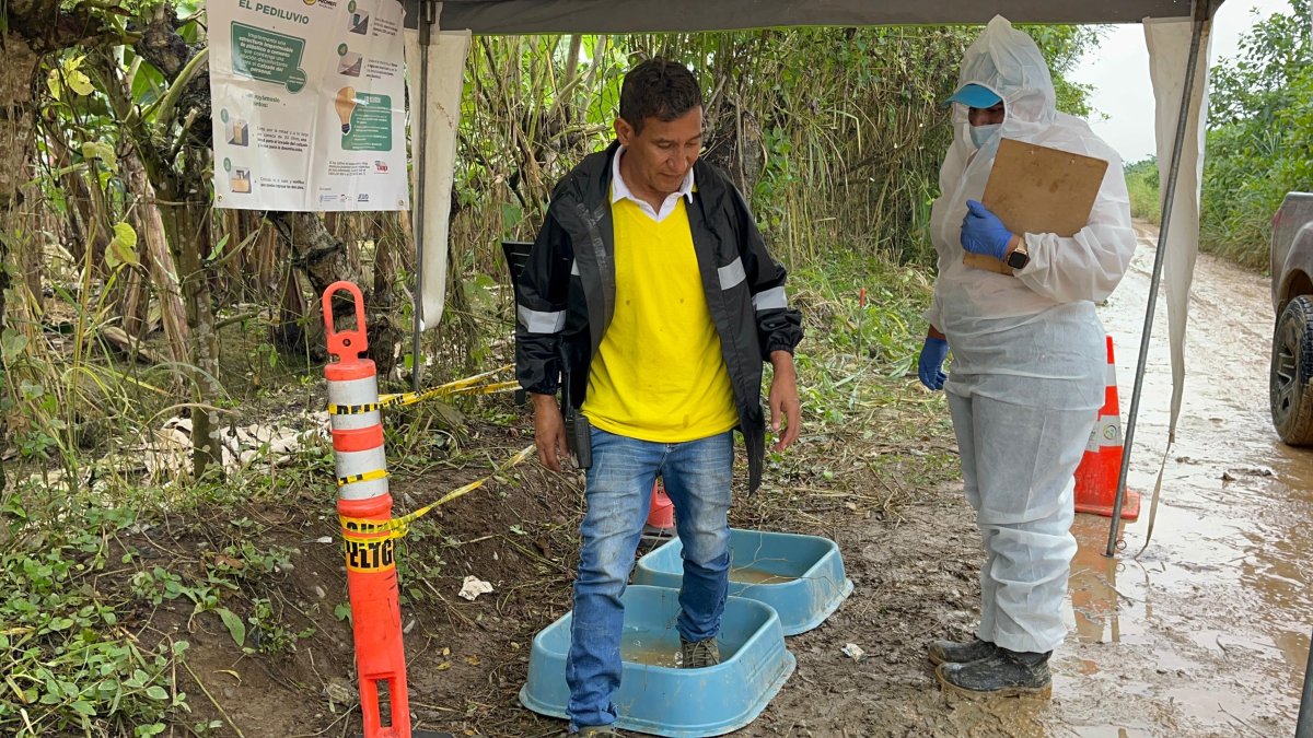 Miembro de Agrocalidad se asegura del cumplimiento de la medida de bioseguridad contra el Fusarium R4T, en Santa Rosa, en la provincia de El Oro.