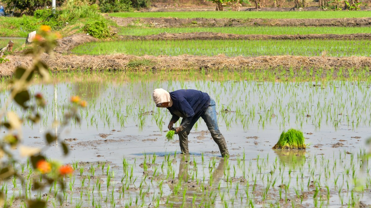 Un agricultor siembra arroz en su finca, en Santa Lucía.