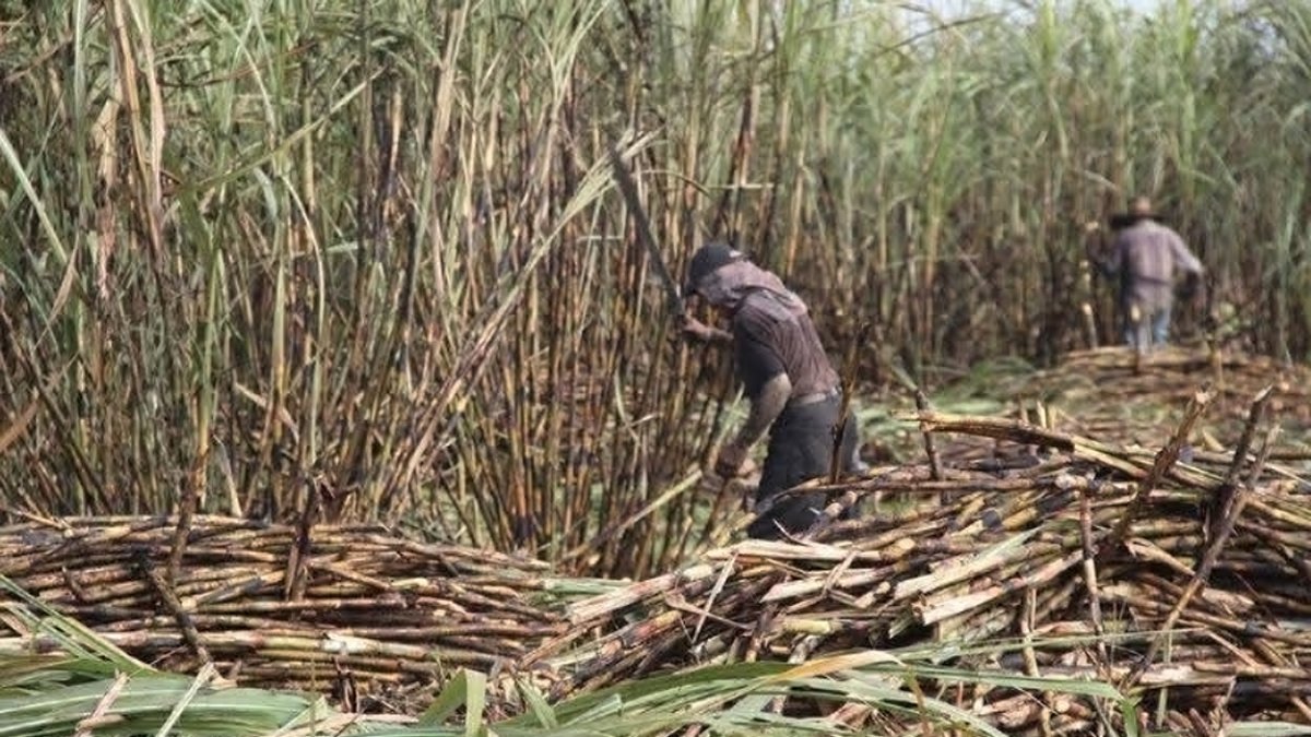 Los cadáveres fueron encontrados por agricultores en una plantación de caña de azúcar en un recinto de Milagro.