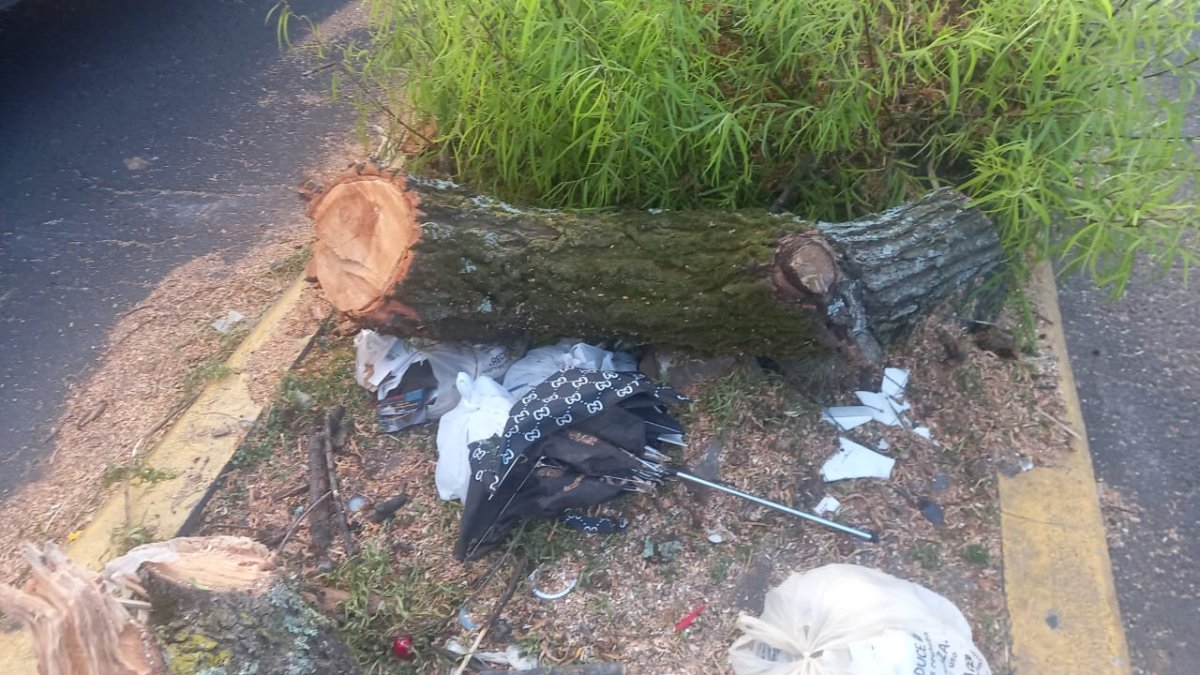 En el sector de la Jipijapa fueron talados árboles con décadas de historia. El Cabildo Cívico de Quito pidió al Municipio información sobre estos casos.