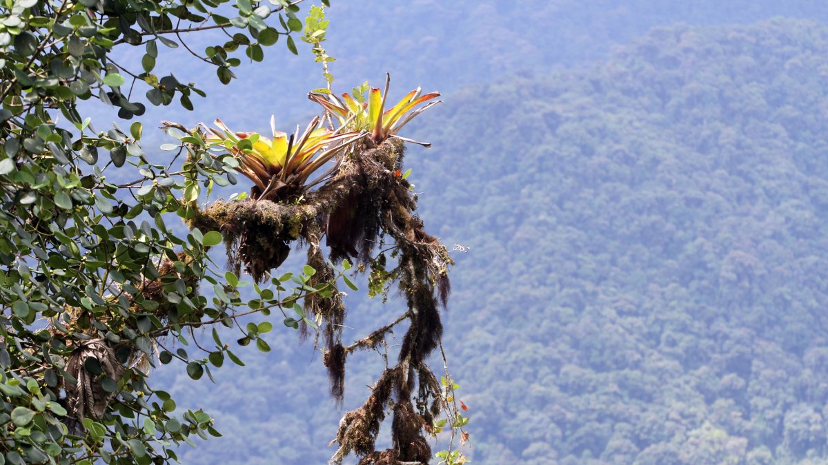El Chocó Andino, al noroccidente de Quito, fue incluido por The Wall Street Journal entre los 10 mejores destinos turísticos para 2026.