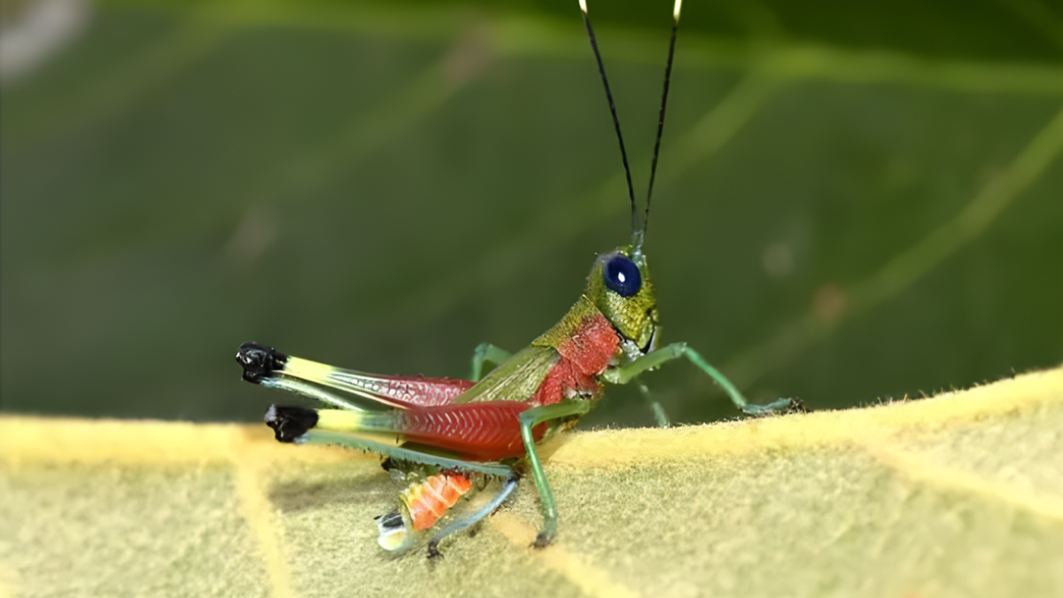 Investigadores descubrieron un nuevo saltamontes de colores llamativos hallado en Morona Santiago,
