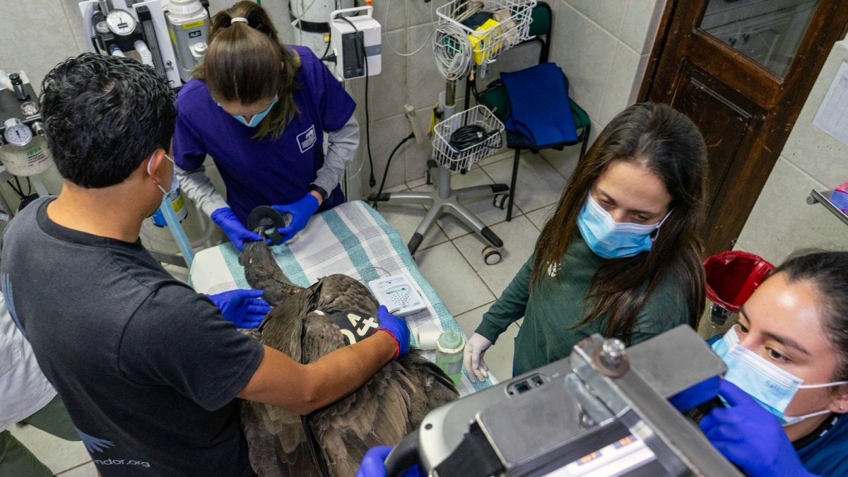 El equipo veterinario del Zoológico de Quito realiza los exámenes de Yurak, el cóndor juvenil rescatado en un área protegida.