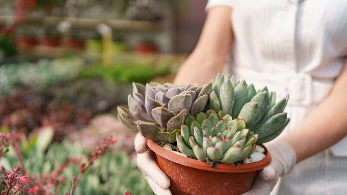 Más que decoración: son talismanes vivos.