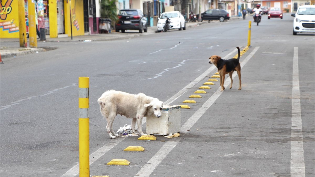 Dejar que las mascotas deambulen libremente por las calles es una de las causas de extravío y corren el riesgo de que las atropellen.