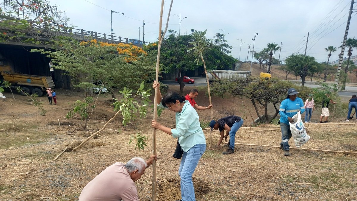 Los ciudadanos Javier Hungría y Mirna Yánez sembraron un árbol en el intercambiador de la autopista Narcisa de Jesús y la avenida Francisco de Orellana, en el norte de Guayaquil.