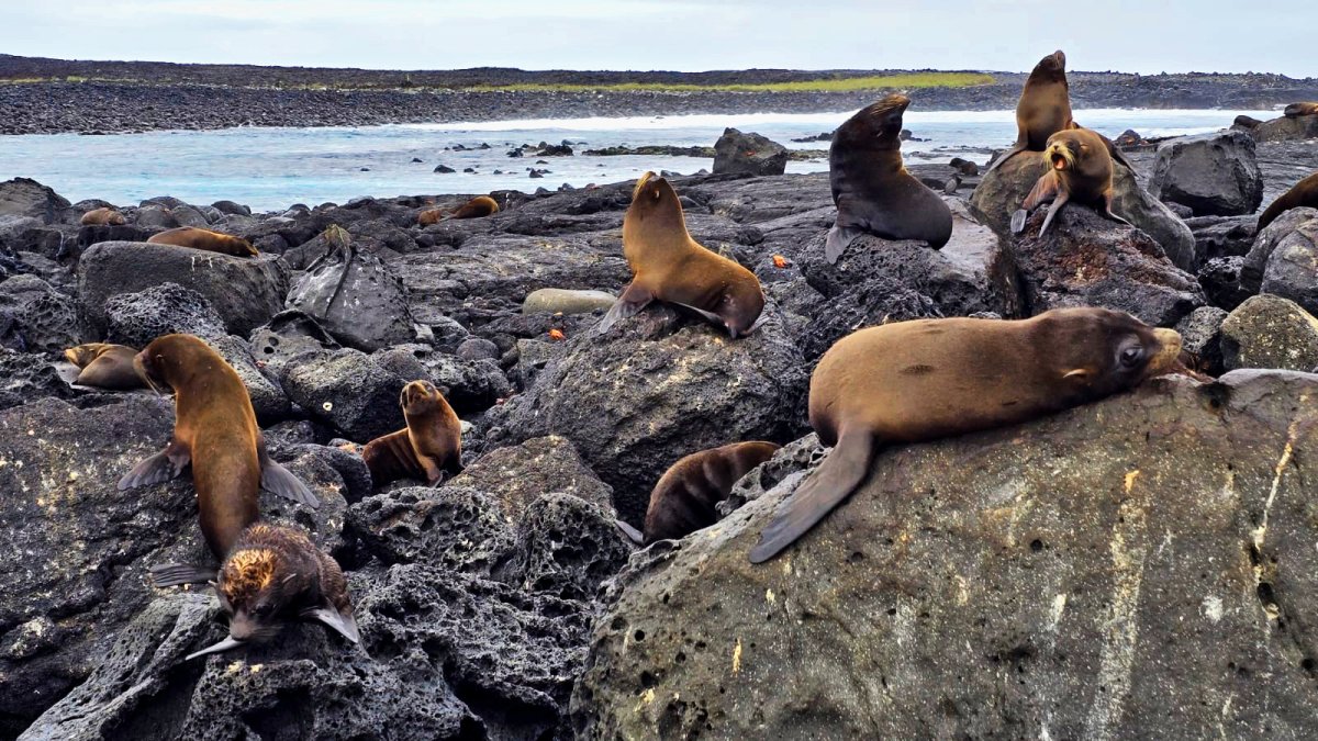 Parque. El Parque Nacional Galápagos ha sido reconocido internacionalmente por su modelo de conservación regenerativo que mantiene vigente a sus especies.