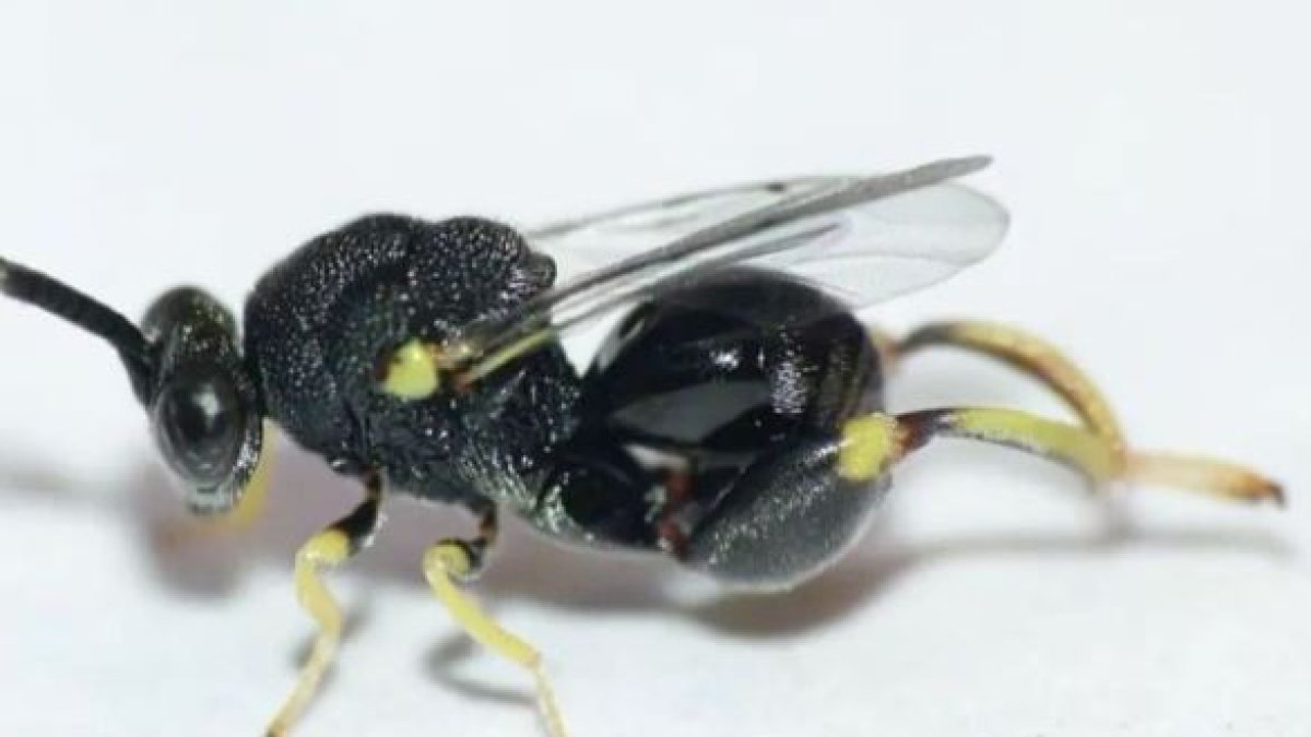 Avispa. La especie fue hallada cerca del Parque Nacional Podocarpus.