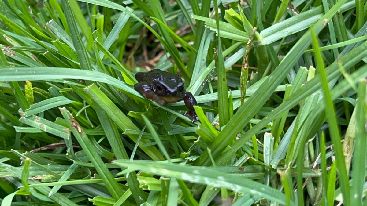 En medio de hierbas y kikuyo vivien los jambatos en los páramos.
