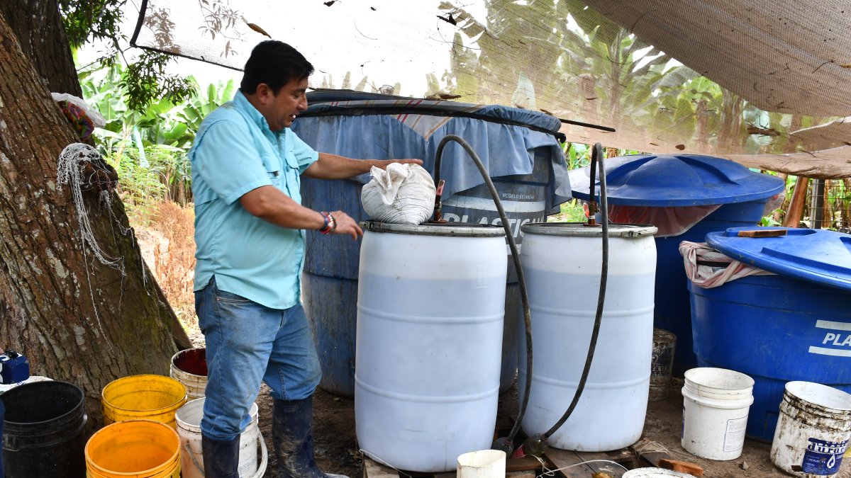 Aplicación de microorganismos y dióxido de cloro forma parte del proceso experimental que, según los productores, ha permitido controlar hongos y virosis durante más de un año.
