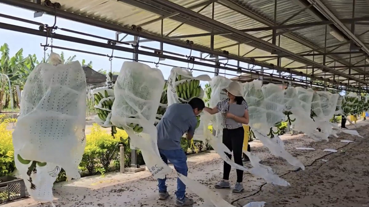 Ensayos del Formosana GCTCV-218, registrado por Galiltec Ecuador S.A. y evaluado por el INIAP; no se dispone de datos públicos sobre su adopción comercial.