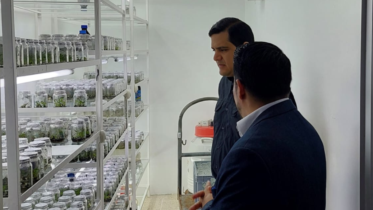 Visita del director ejecutivo de AEBE, José A. Hidalgo, al laboratorio de la ESPOL, donde se realizan evaluaciones de mutantes para la selección de plantas con resistencia al FOC R4T.