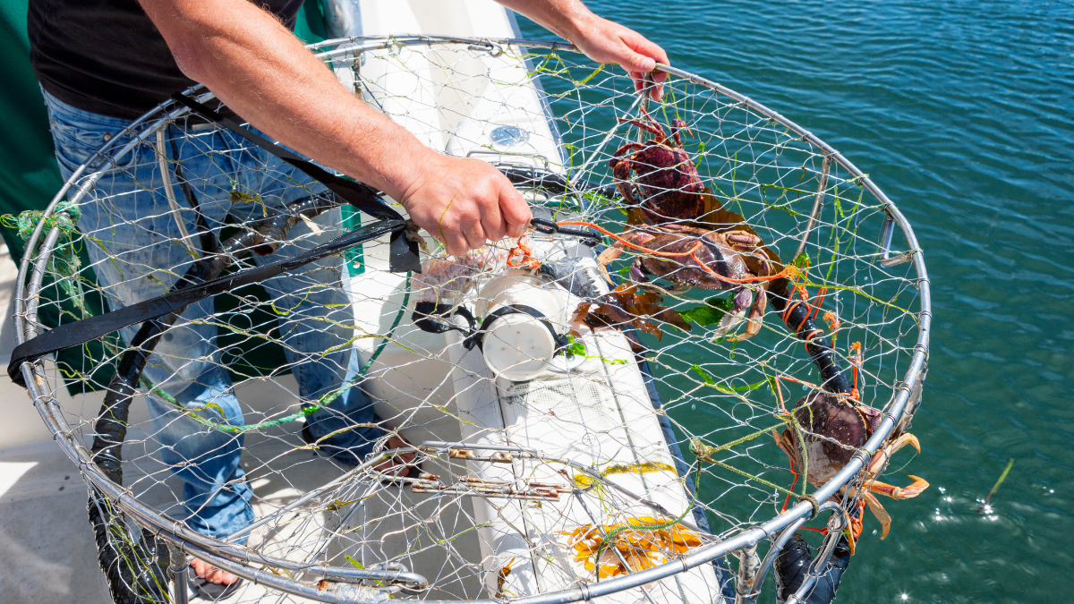 Referencial.Un pescador retira una trampa con cangrejos en aguas ecuatorianas, actividad regulada durante la veda para proteger la especie.