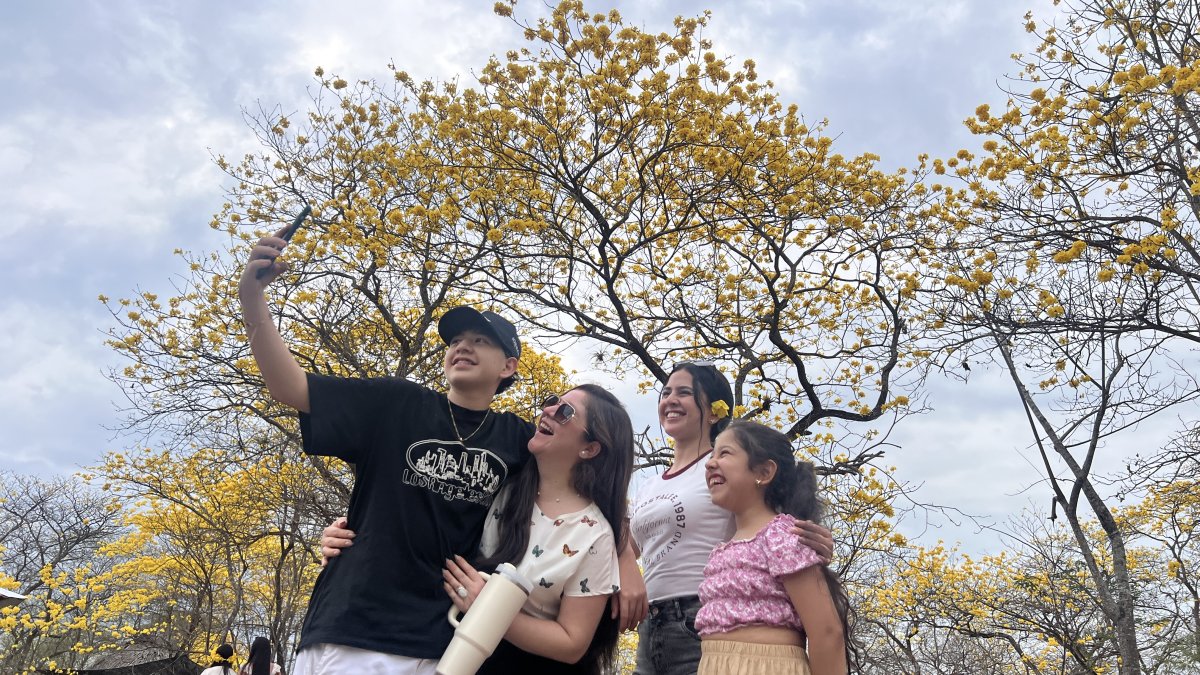 El amarillo de los guayacanes marca la temporada de florecimiento en Colimes.