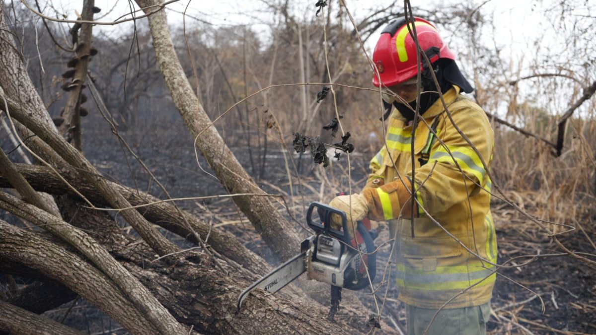 Los bomberos cortaron árboles desde los que aún salía humo tras el incendio forestal en cerro San Eduardo.