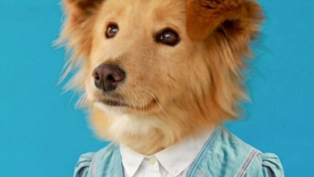 Lucero, Adita y otros perritos buscan una segunda oportunidad en Quito