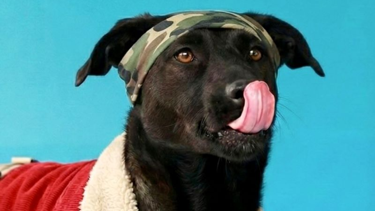 La Unidad de Bienestar Animal (UBA) impulsa esta iniciativa con ferias de adopción y atención en sus centros.