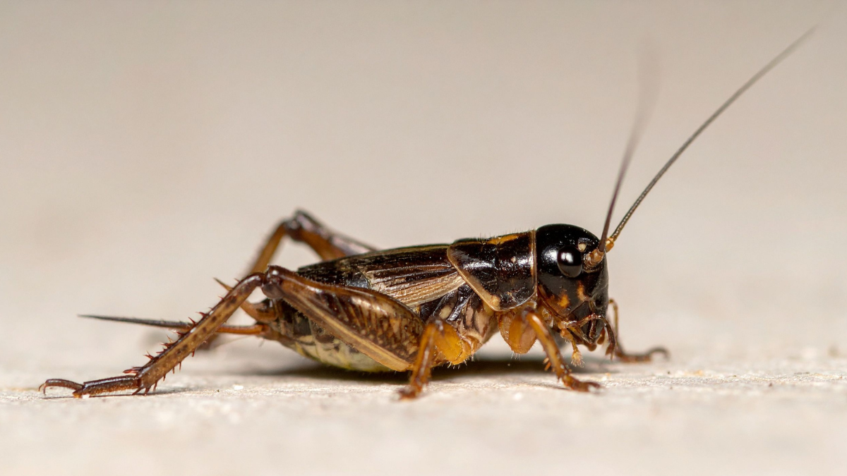 La presencia de grillos en Guayaquil genera reacciones ciudadanas y contenido viral en redes sociales.