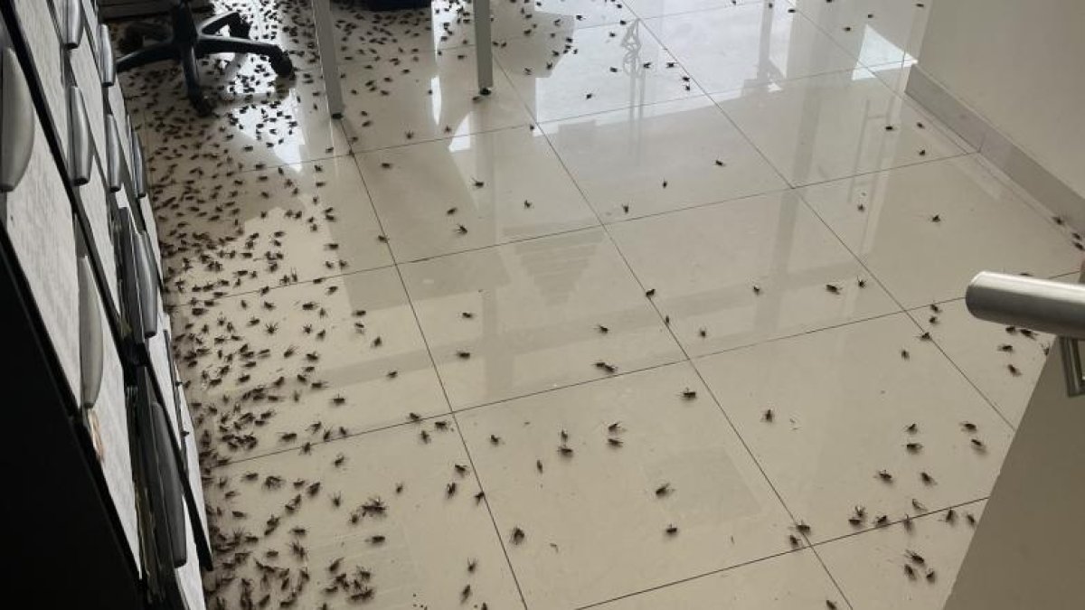 Durante los últimos días se ha visto un incremento de grillos en Guayaquil.