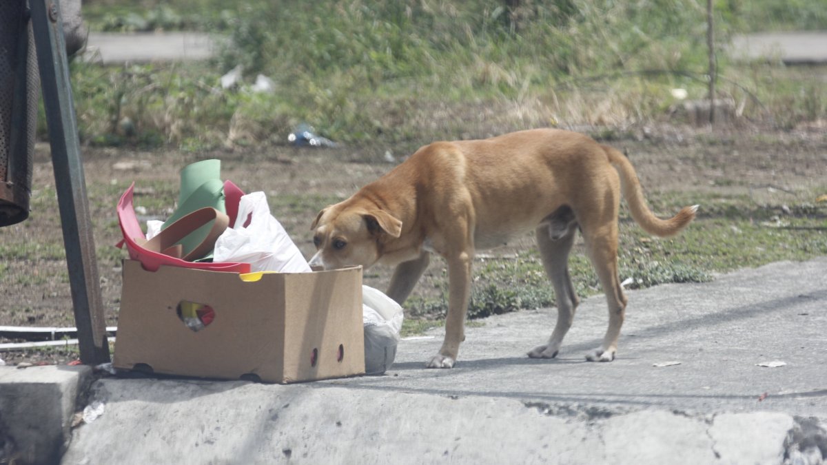 Los animales de calle están evidentemente desnutridos y deshidratados.
